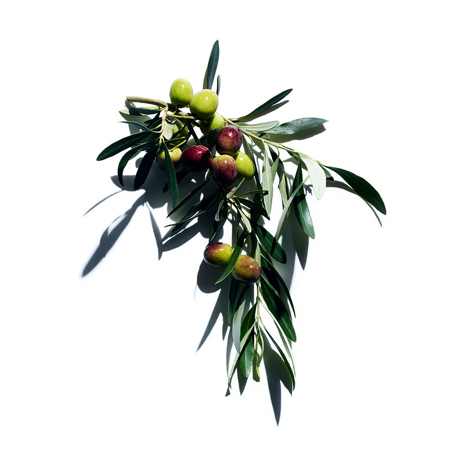 olive tree,fig tree 伤感说说吧