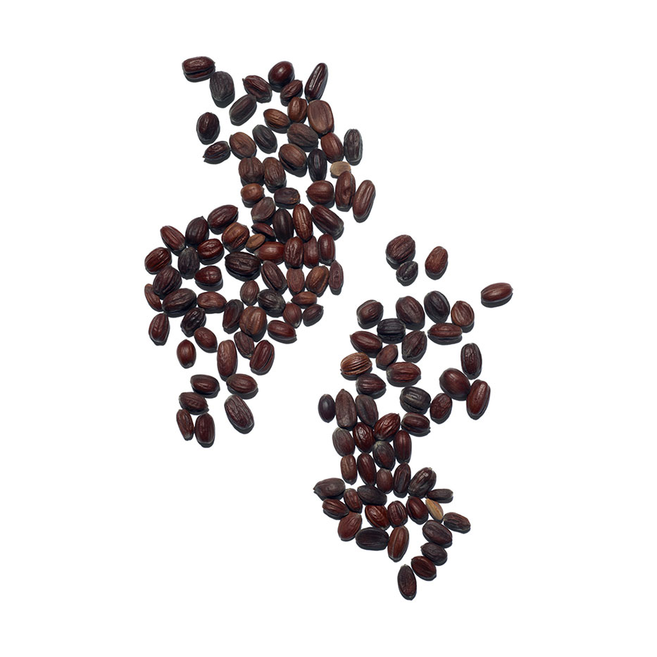 jojoba