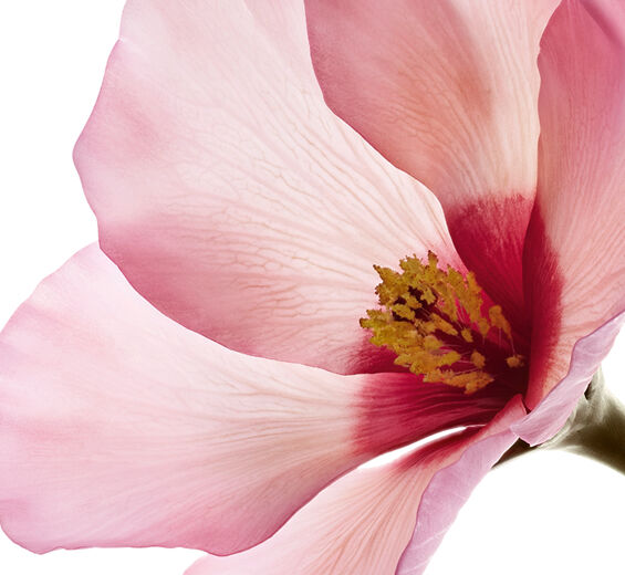 Hibiscus sabdariffa skincare benefits | Discover Clarins
