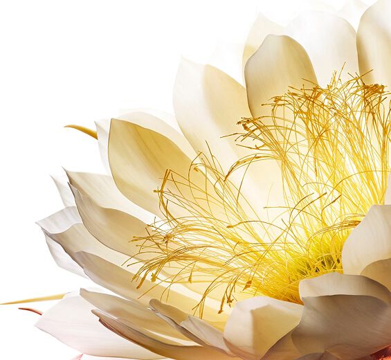 Moonlight flower skincare benefits | Discover Clarins Ingredient