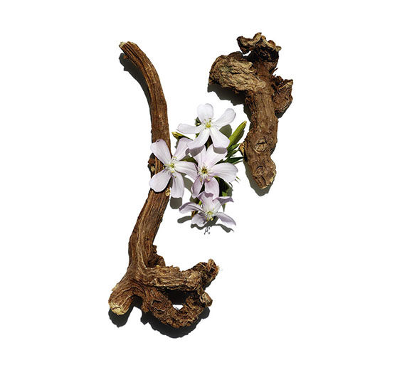 Soapwort-Sopawort extract-Saponaria officinalis root extract