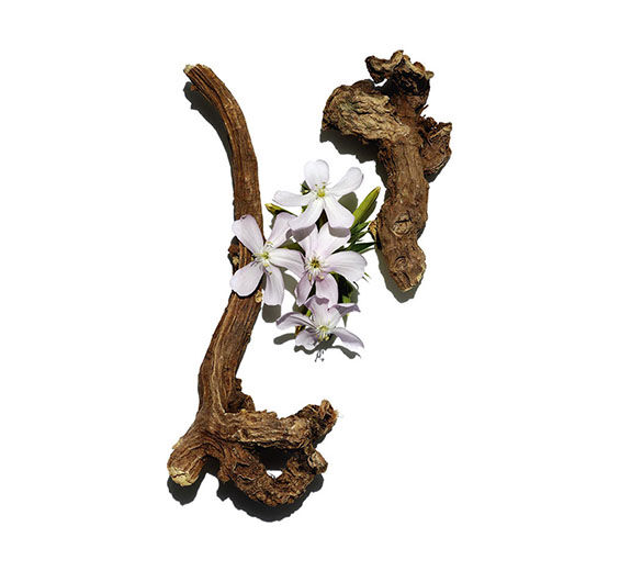Soapwort-Soapwort extract-Saponaria officinalis root extract
