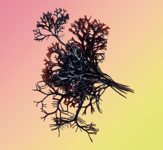 Irish moss-Irish moss extract-Chondrus crispus (carrageenan) extract