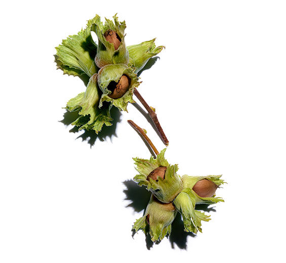 Hazel-Hazelnut oil-Corylus avellana (hazel) seed oil