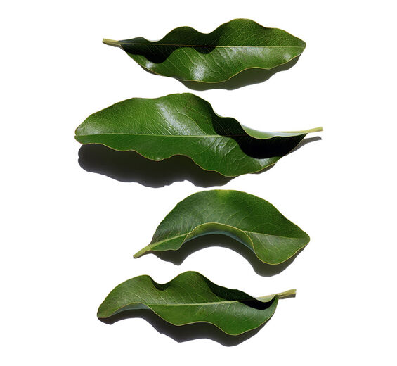 African ebony-Organic African ebony extract-Diospyros mespiliformis leaf extract