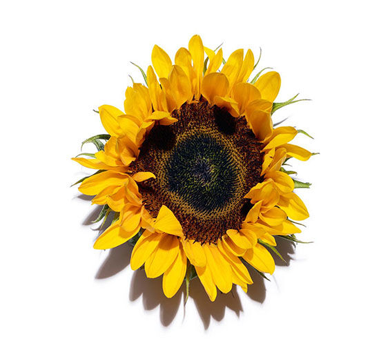 Sunflower-Sunflower wax-Helianthus annuus (sunflower) seed wax