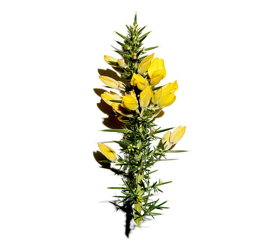 Gorse-Organic gorse extract-Ulex europaeus leaf/root/stem extract