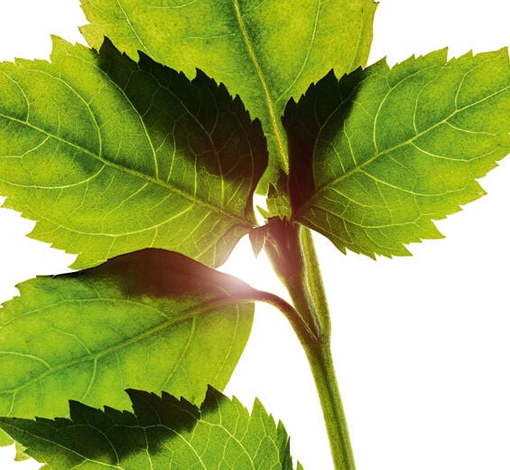 Patchouli-Patchouli essential oil-Pogostemon cablin oil