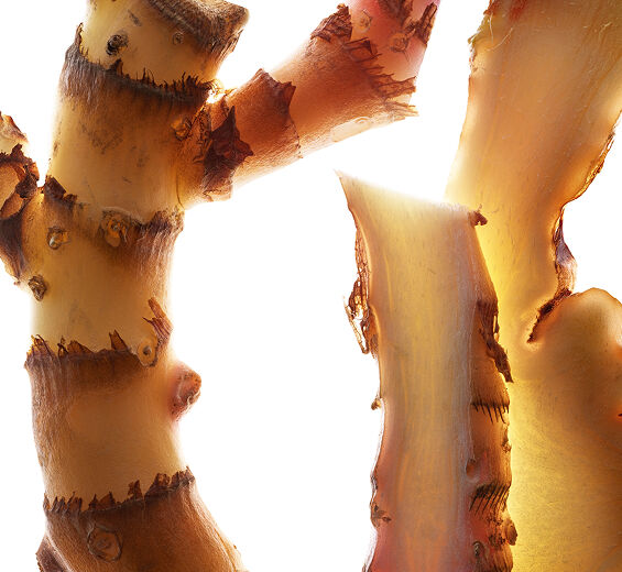 Ginger lily-Ginger lily extract (from an organic plant)-Hedychium coronarium root extract