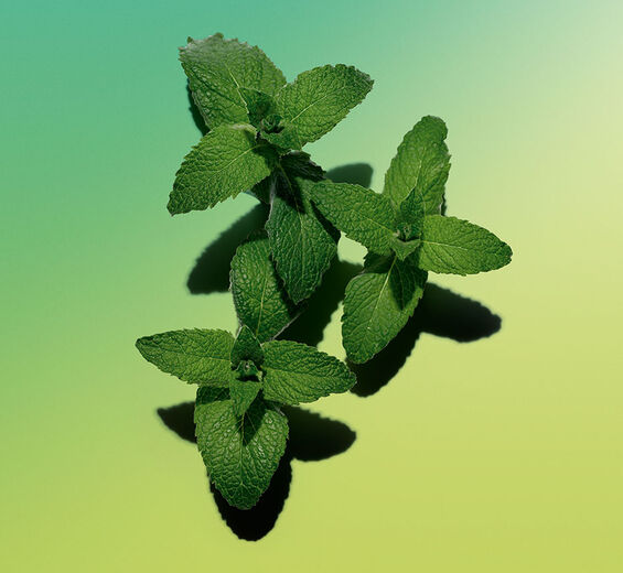 Field mint-Menthol-Menthol