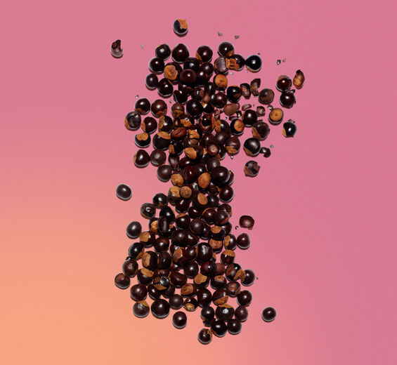 Guarana-Organic guarana extract-Paullinia cupana seed extract