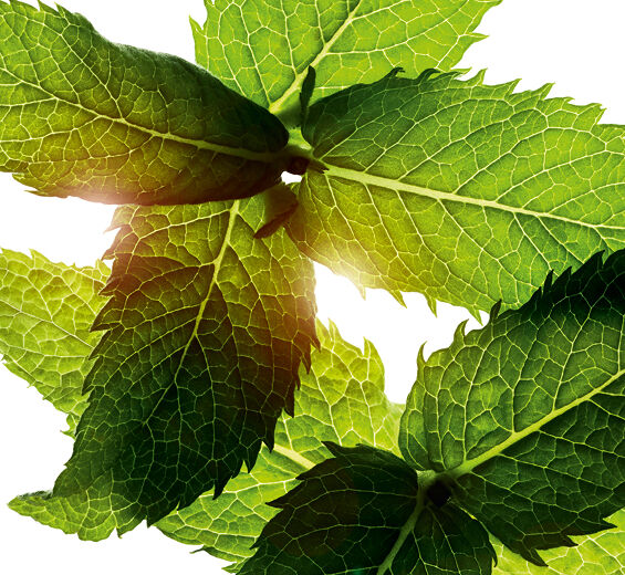 Field mint-Field mint essential oil-Mentha arvensis leaf oil