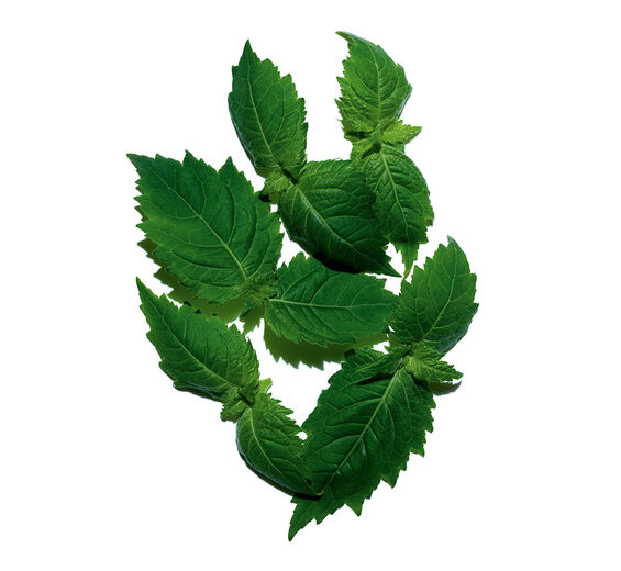 Patchouli-Patchouli essential oil-Pogostemon cablin oil