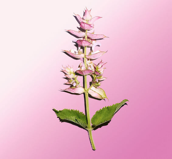 Clary sage-Sclareolide-Sclareolide