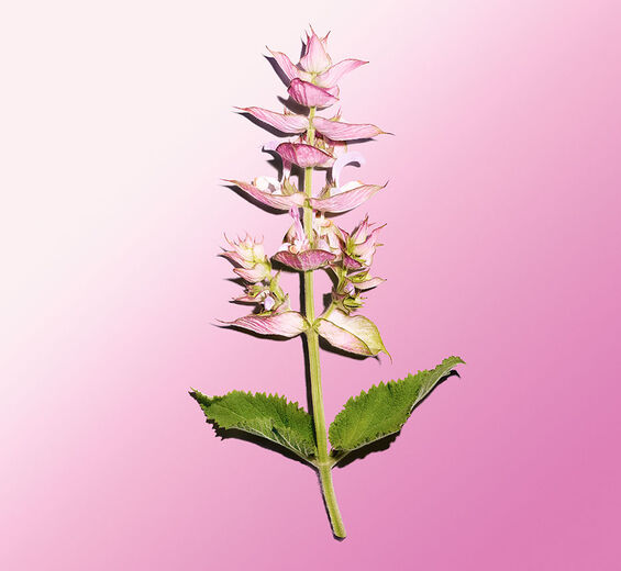 Clary sage-Clary sage essential oil-Salvia sclarea (clary) oil