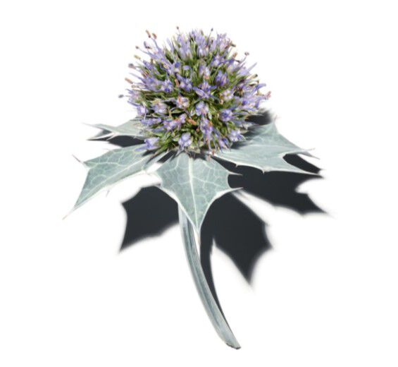 Sea holly-Organic sea holly extract-Eryngium maritimum extract