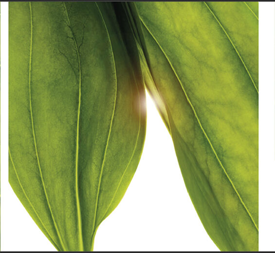 Golden gentian-Organic golden gentian extract-Gentiana lutea extract