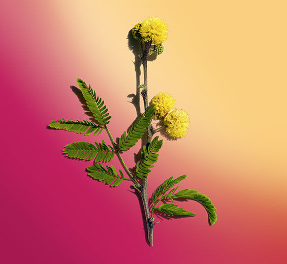 Cassie-Cassie wax-Acacia farnesiana flower wax