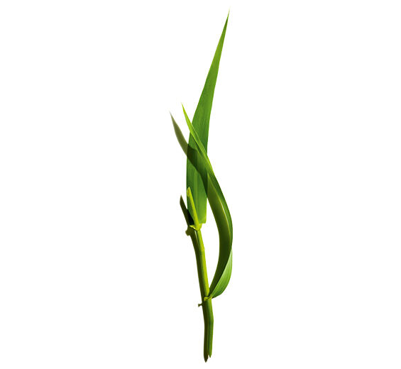 Giant Provençal reed-Organic giant Provençal reed extract-Arundo Donax Stem Extract