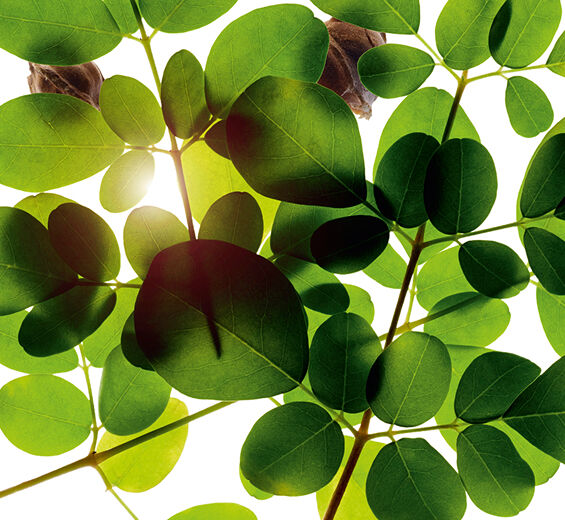 Moringa-Moringa extract-Moringa oleifera seed extract
