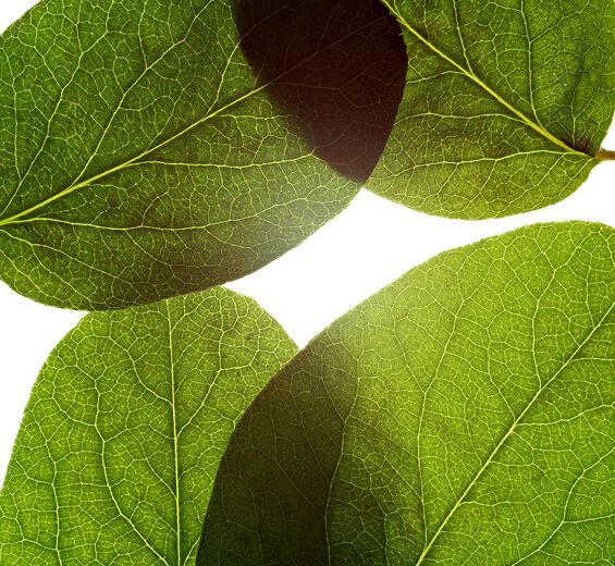 Quince-Quince leaf extract-Cydonia oblonga leaf extract