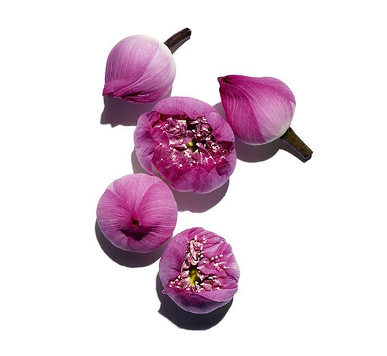 Lotus-Lotus extract-Nelumbo nucifera flower extract