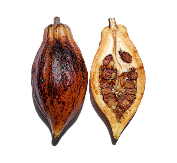 Cocoa tree-Organic cocoa extract-undefined