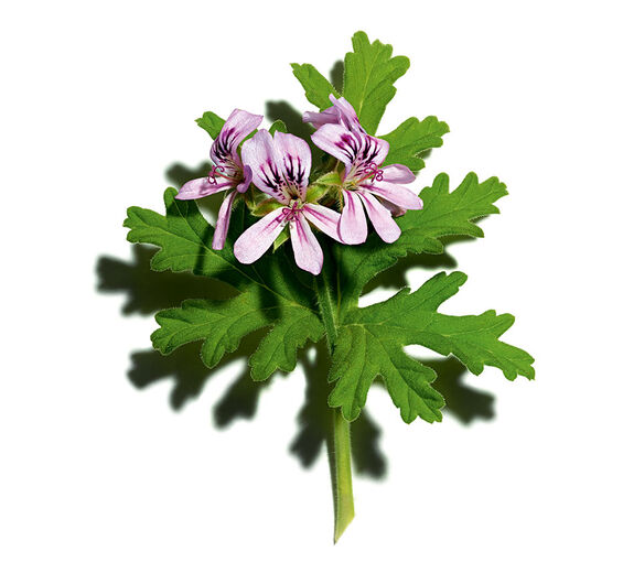 Sweet scented geranium-Sweet scented geranium essential oil-Pelargonium graveolens flower oil