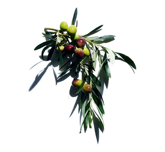 Olive tree-Olive extract-Olea europaea (olive) leaf extract