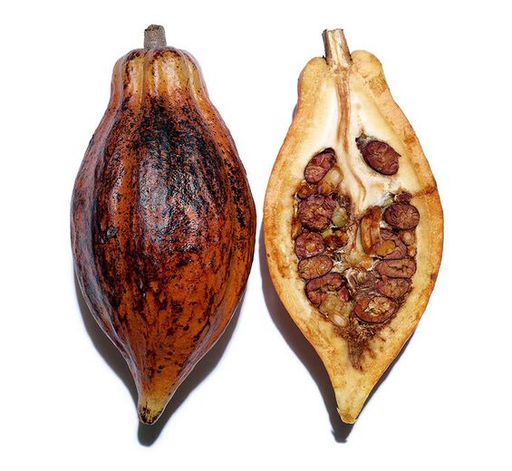 Cocoa tree-Organic cocoa butter-Theobroma cacao (cocoa) seed butter