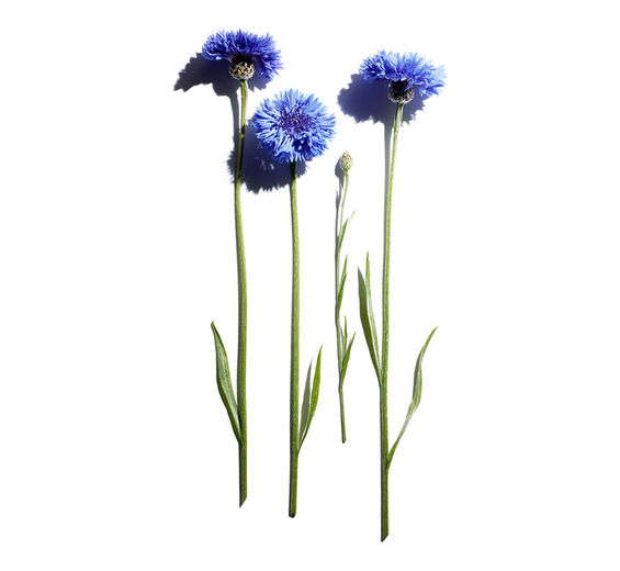Cornflower-Organic cornflower extract-Centaurea cyanus flower extract