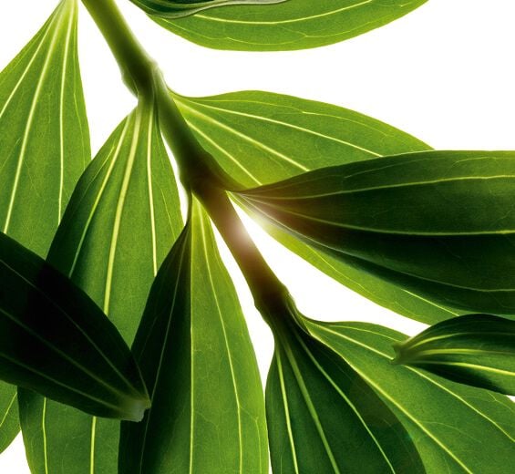 Soapwort-Organic soapwort extract-Saponaria officinalis leaf extract Soapwort-Organic soapwort extract-Saponaria officinalis leaf extract