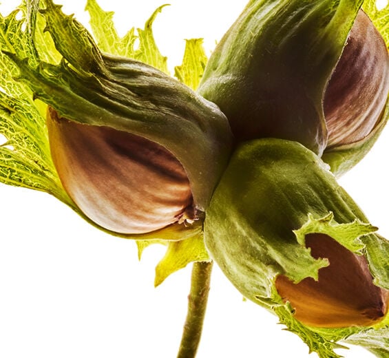 Hazel-Hazelnut oil-Corylus avellana (hazel) seed oil