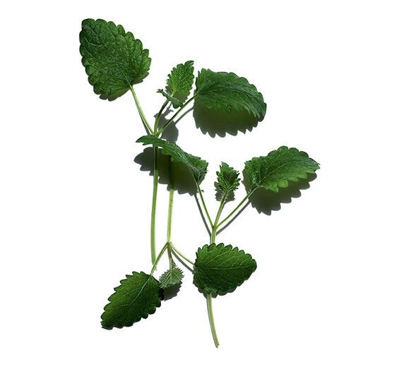 Lemon balm-Organic lemon balm-Melissa officinalis leaf extract