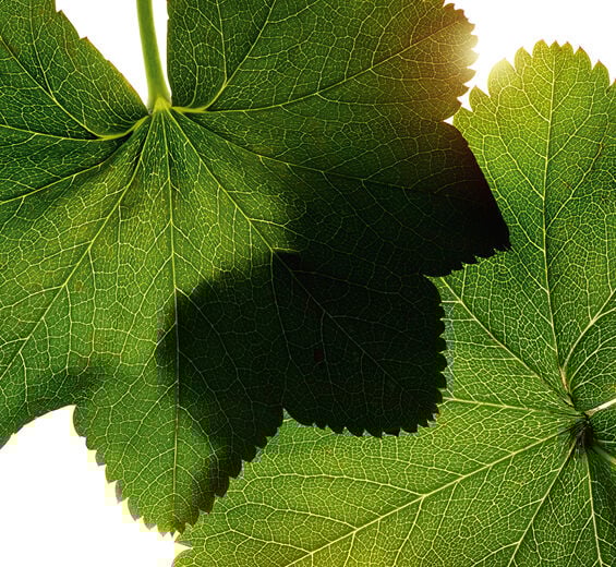 Lady’s mantle-Lady’s mantle extract-Alchemilla vulgaris extract