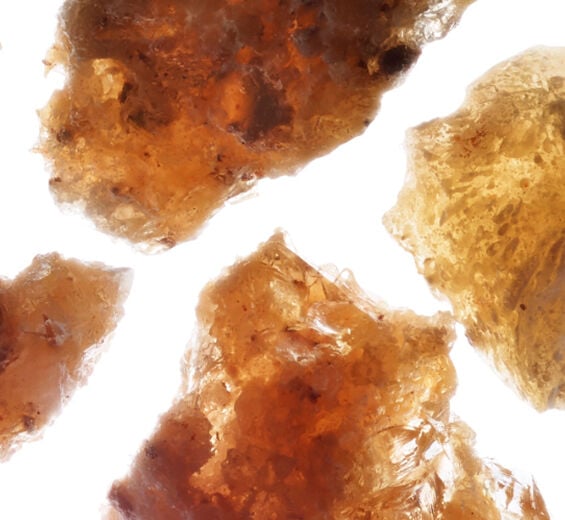 Acacia senegal tree-Acacia micropearls-Acacia Senegal gum