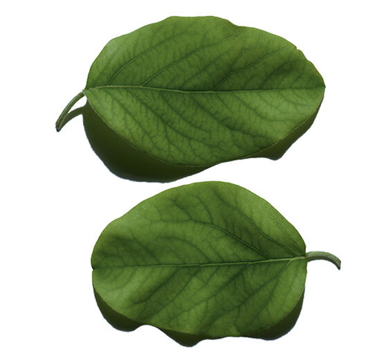 Quince-Quince leaf extract-Cydonia oblonga leaf extract