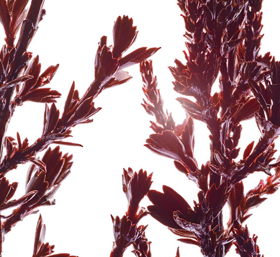 Myrothamnus-Myrothamnus extract-Myrothamnus flabellifolia leaf/stem extract