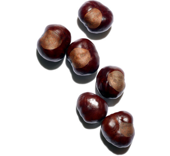 Horse chestnut tree-Horse chestnut extract (organic plant)-Aesculus hippocastanum (horse chestnut) seed extract