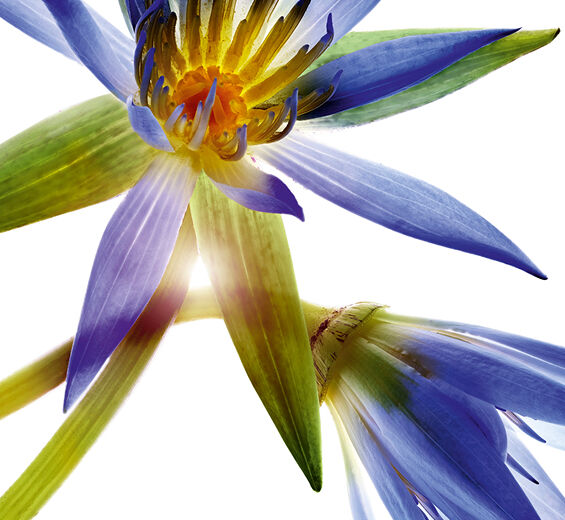 Blue lotus-Blue lotus wax-Nymphaea caerulea flower extract
