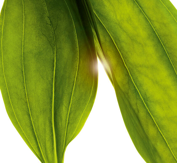 Golden gentian-Organic golden gentian extract-Gentiana lutea extract