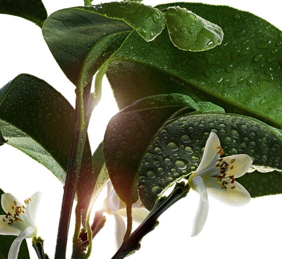 Bitter orange tree-Bitter orange tree essential oil-Citrus aurantium amara (bitter orange) leaf/twig oil