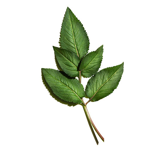 Bidens pilosa-Organic bidens pilosa extract-Bidens Pilosa Extract