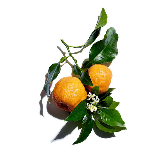 Bitter orange tree-Bitter orange tree wax-Citrus aurantium amara (bitter orange) flower wax