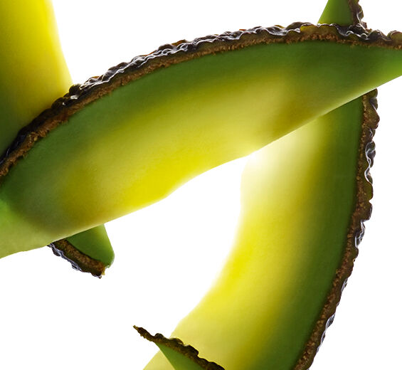Avocado-Avocado unsaponifiable-Persea gratissima (avocado) oil unsaponifiables