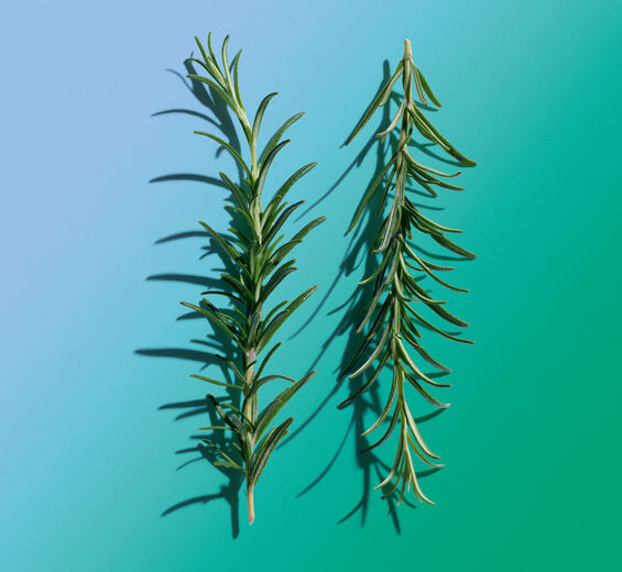 Rosemary-Rosemary extract-Rosmarinus officinalis (rosemary) leaf extract