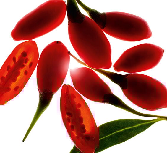 Goji-Organic goji berry extract-Lycium barbarum fruit extract