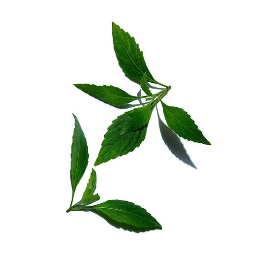 Java tea-Orthosiphon extract-Orthosiphon stamineus extract