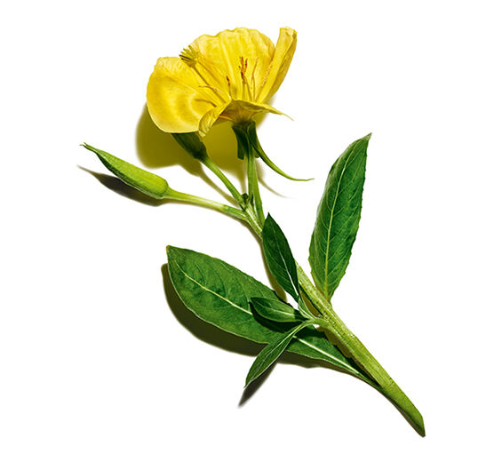 Evening primrose-Evening primrose extract (organic plant)-Oenothera Biennis (Evening Primrose) Flower/Leaf/Stem Extract