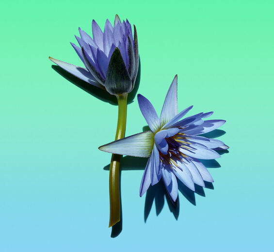 Blue lotus-Blue lotus wax-Nymphaea caerulea flower extract